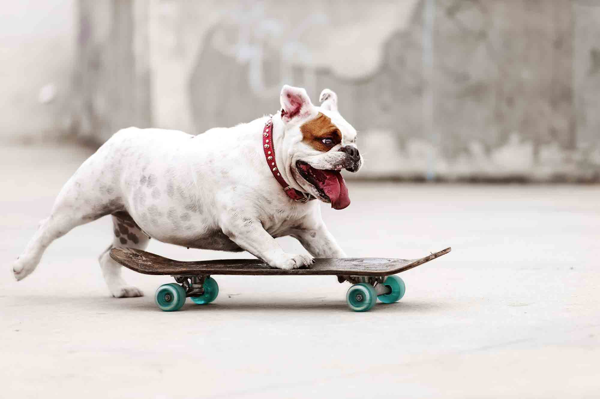 A dog riding a skateboard
