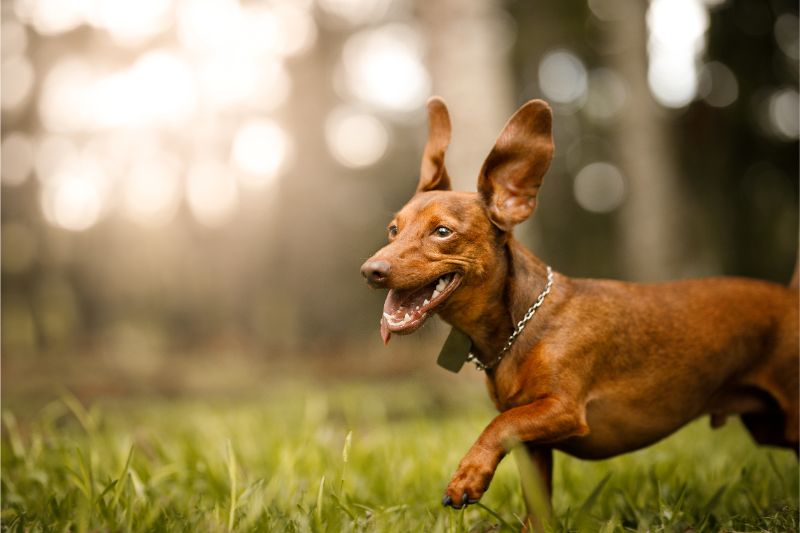 A small brown dog's large ears flap upward as he runs through a forest. 