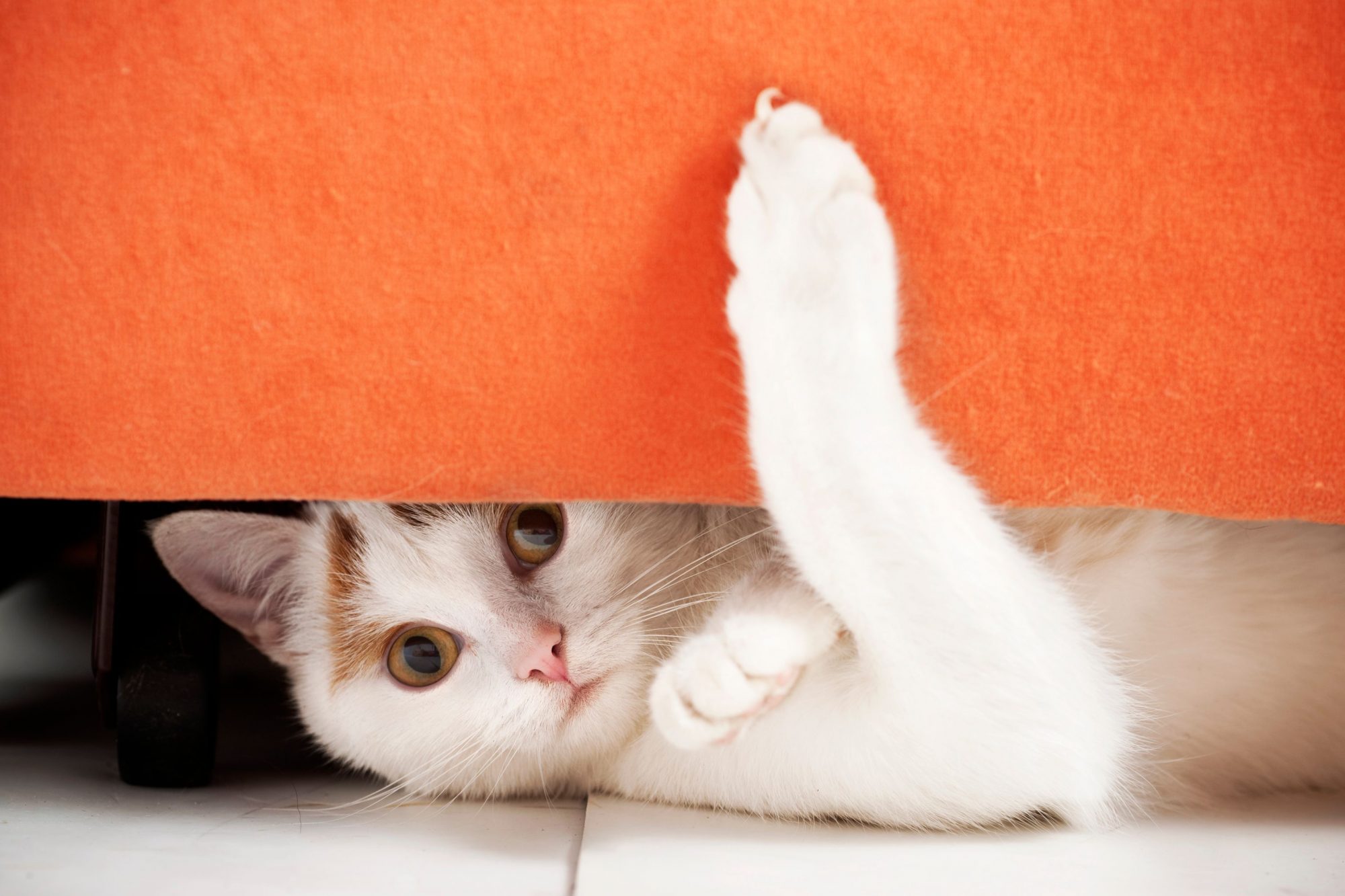 A white and brown cat laying under a table
