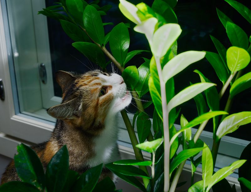 A calico cat chewing on a plant
