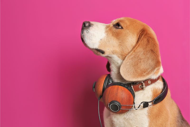A beagle wearing headphones