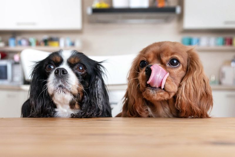 These two dogs can't wait for their DIY pet treats!