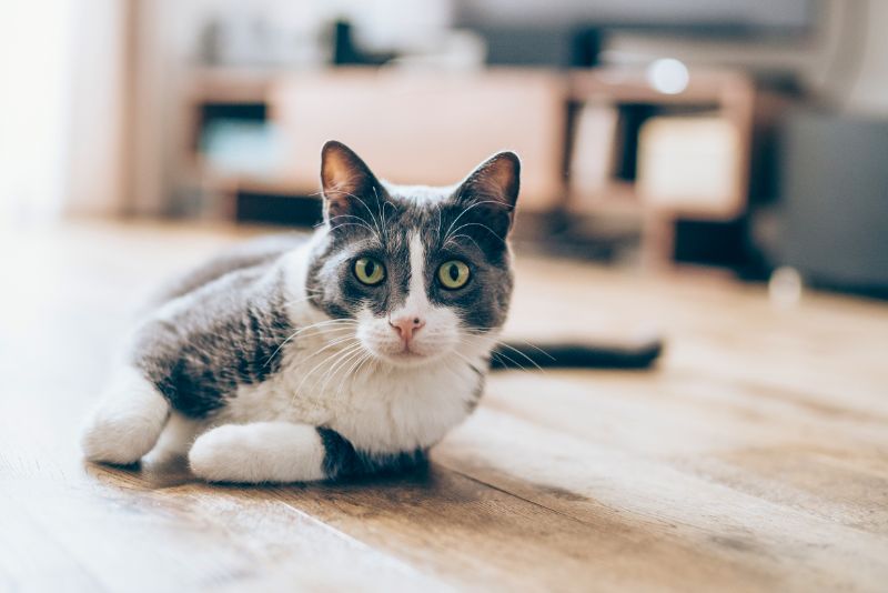 A happy cat with grey and white fur sits on a hardwood floor, looking at the camera.
