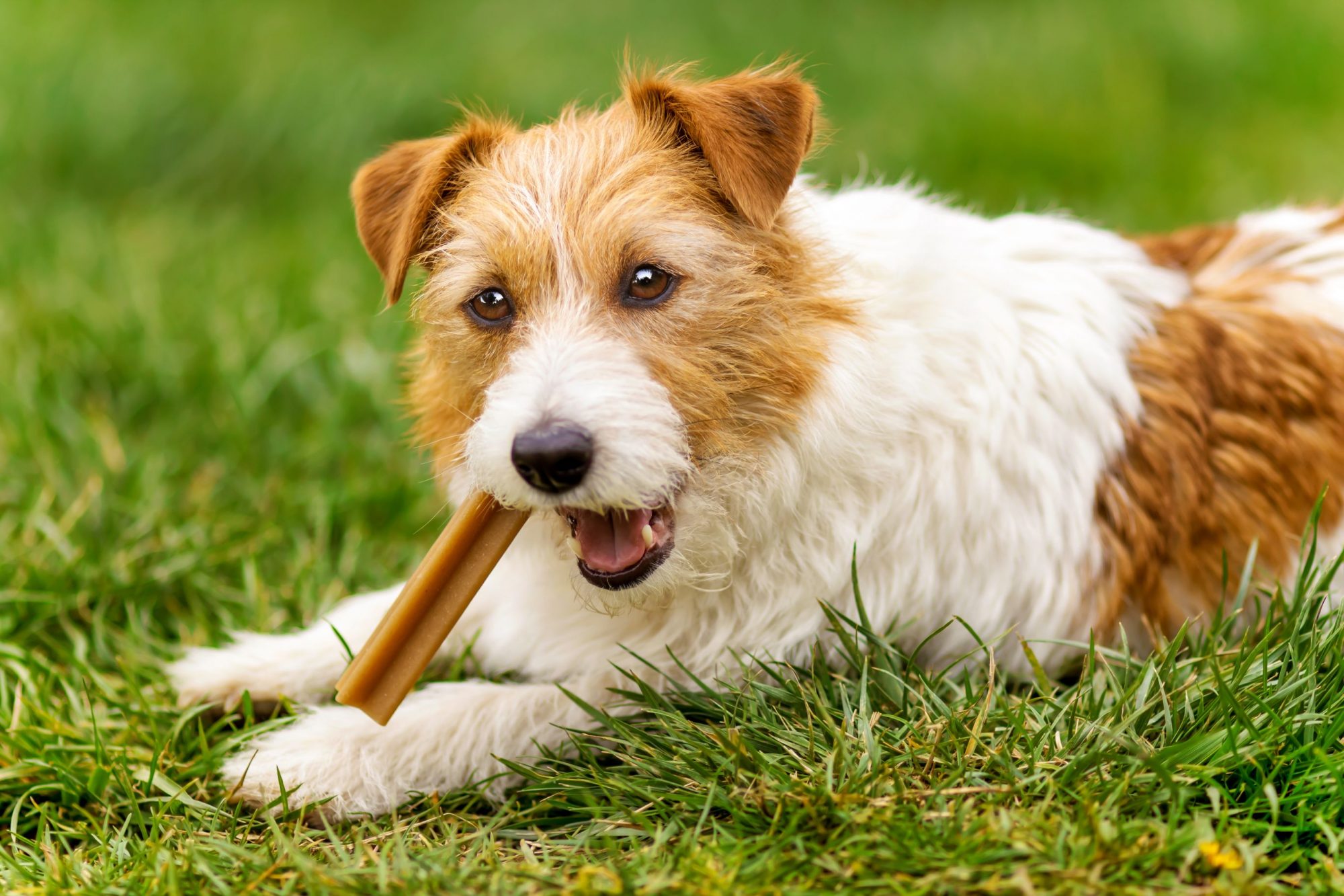 A dog with a dental chew.