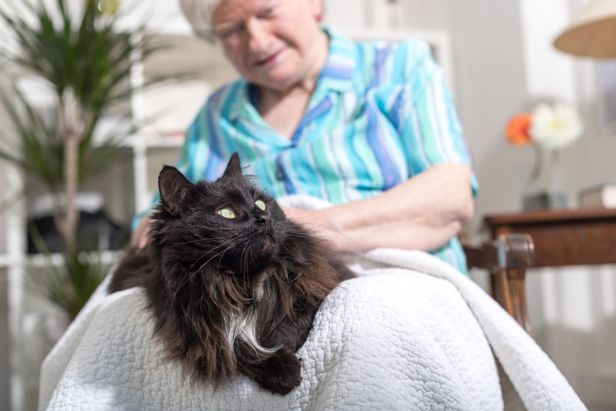 Best pets for retirees.