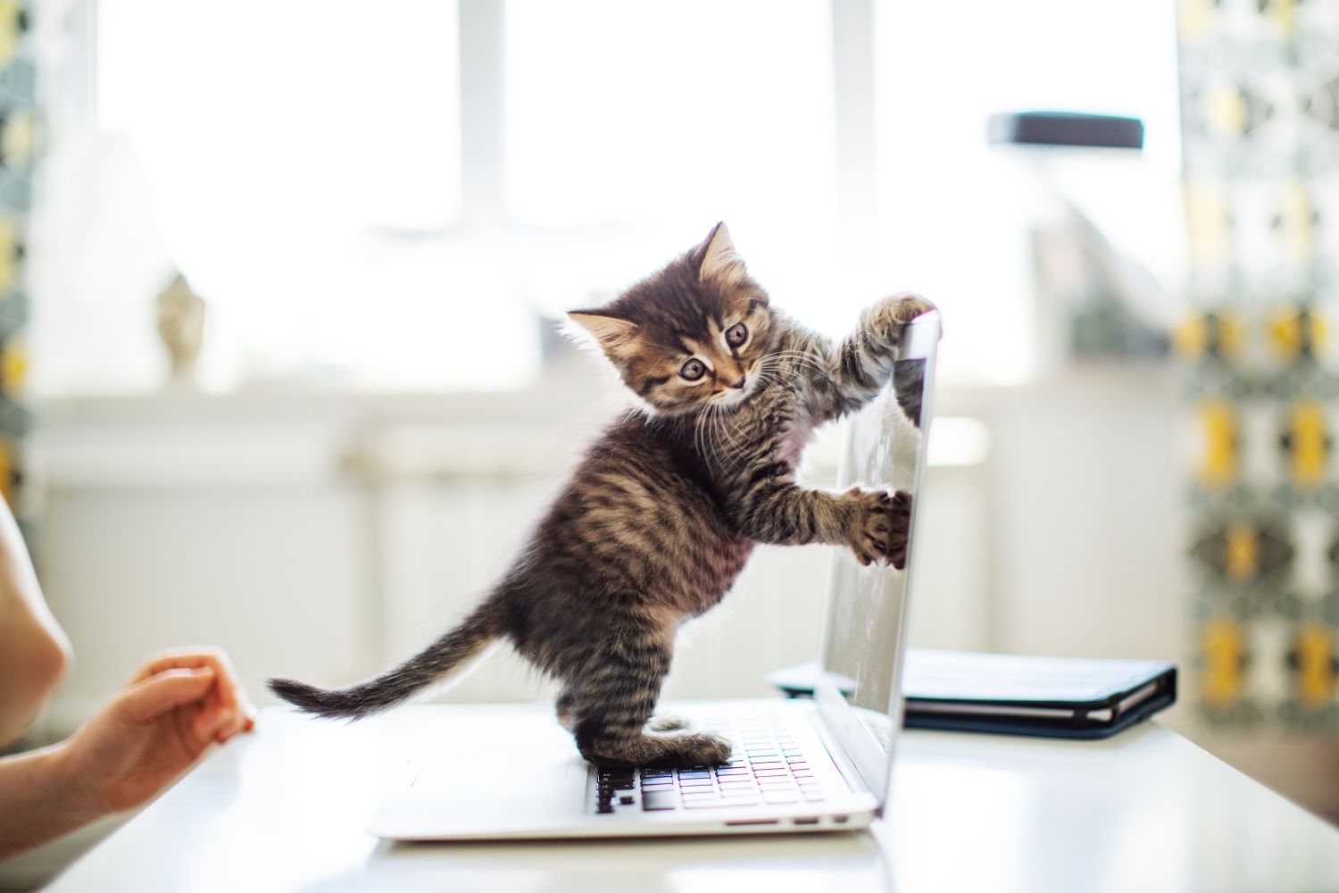 Kitten playing on laptop screen.