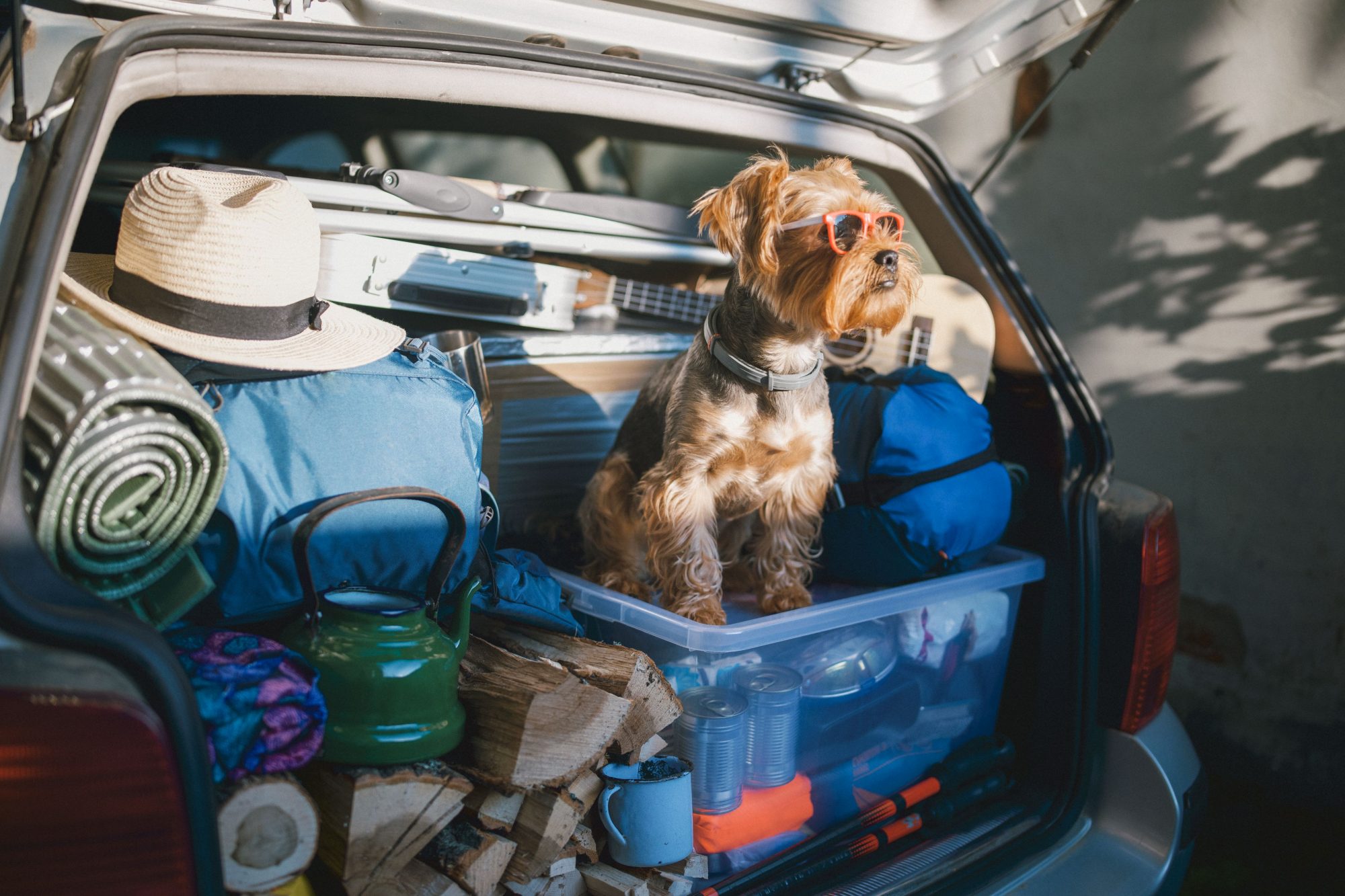 Yorkshire terrier dog wearing sunglasses sitting the back of a packed car ready for a vacation.