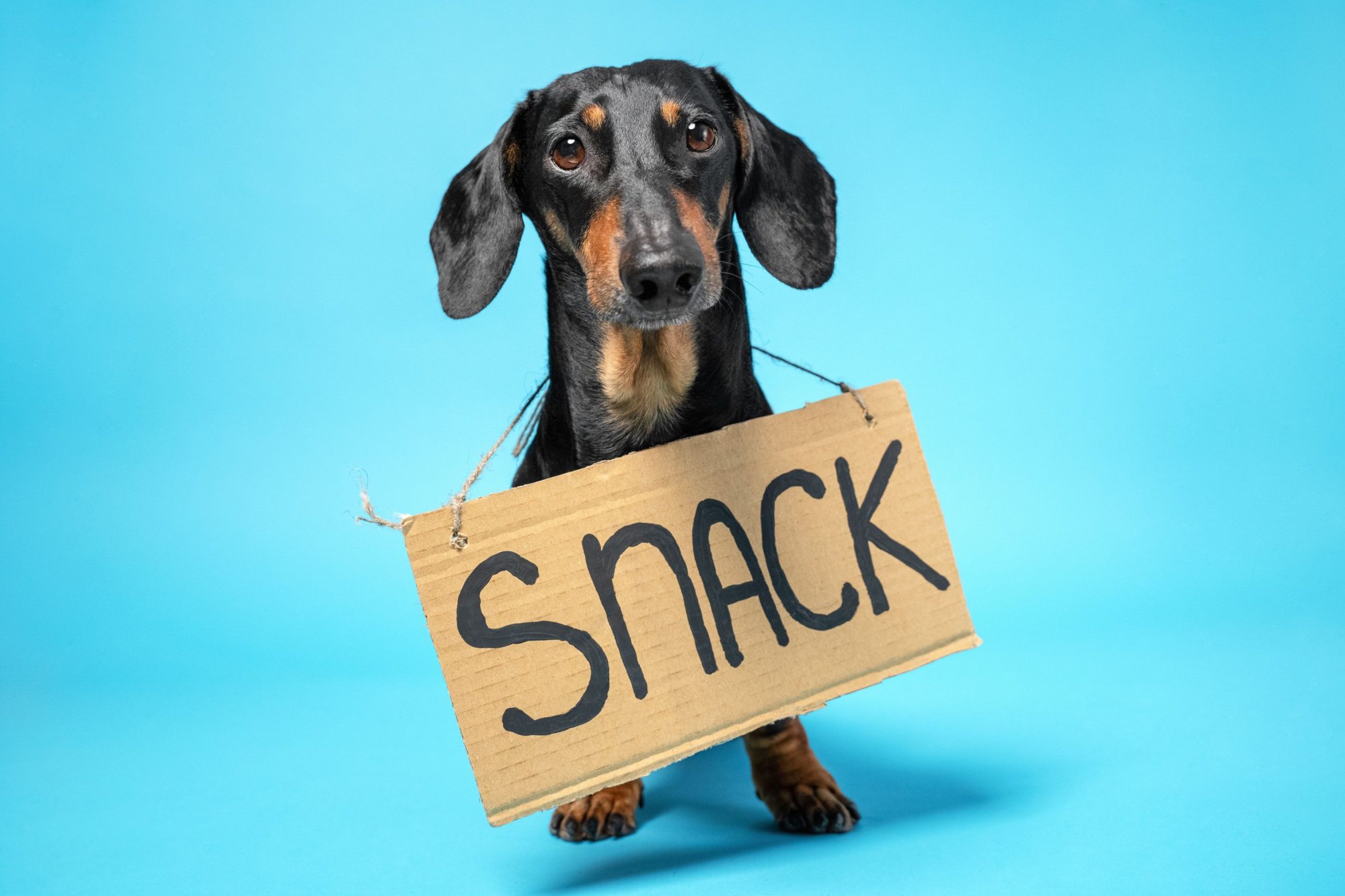 dog wearing snack sign