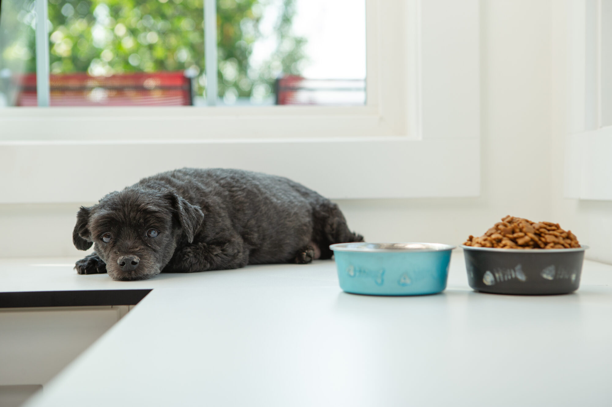 Sick Black mixed small dog laying beside his food bowls.