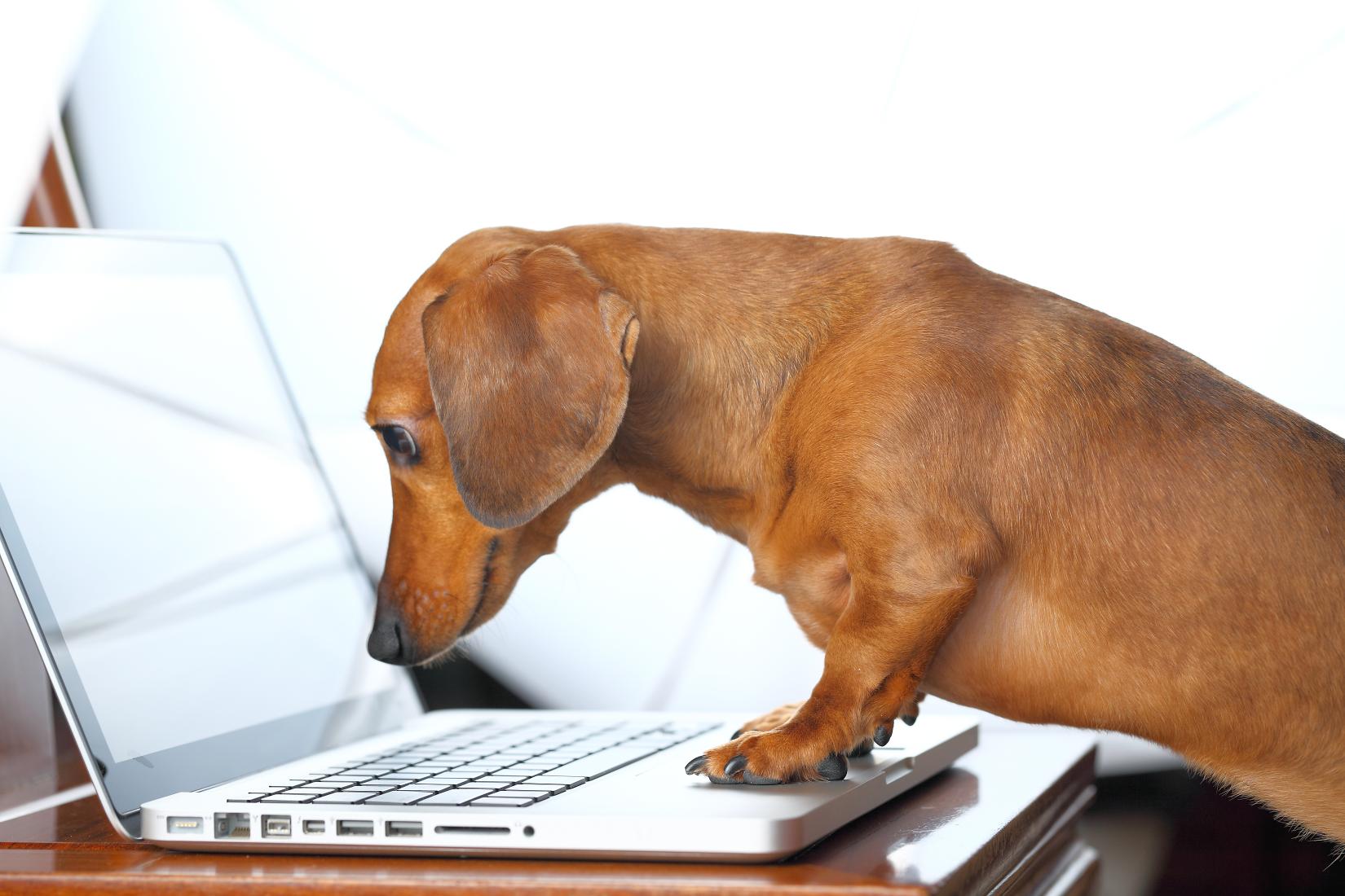 dachshund dog using laptop.
