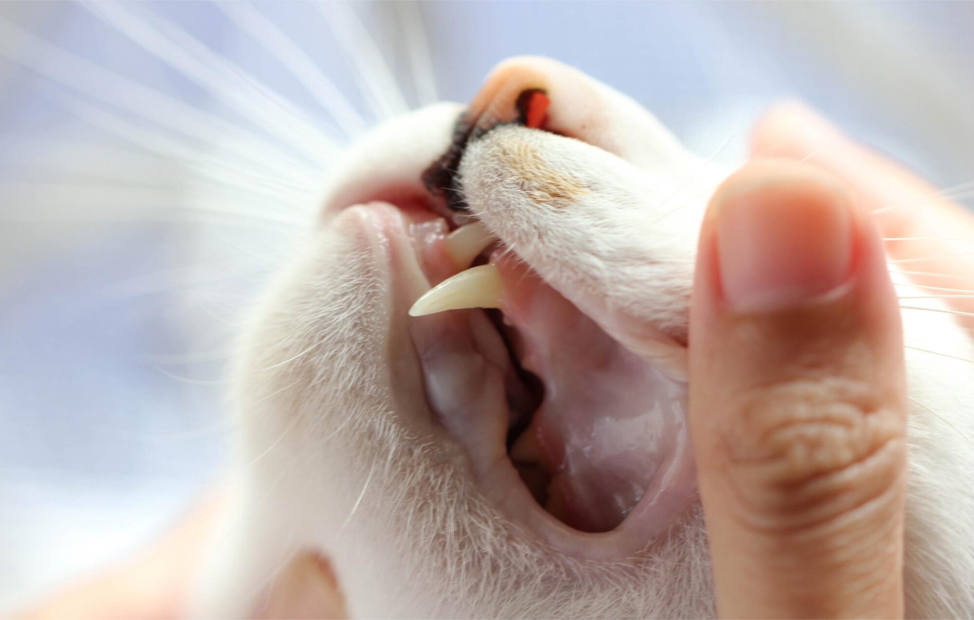 Cat Dental Health.