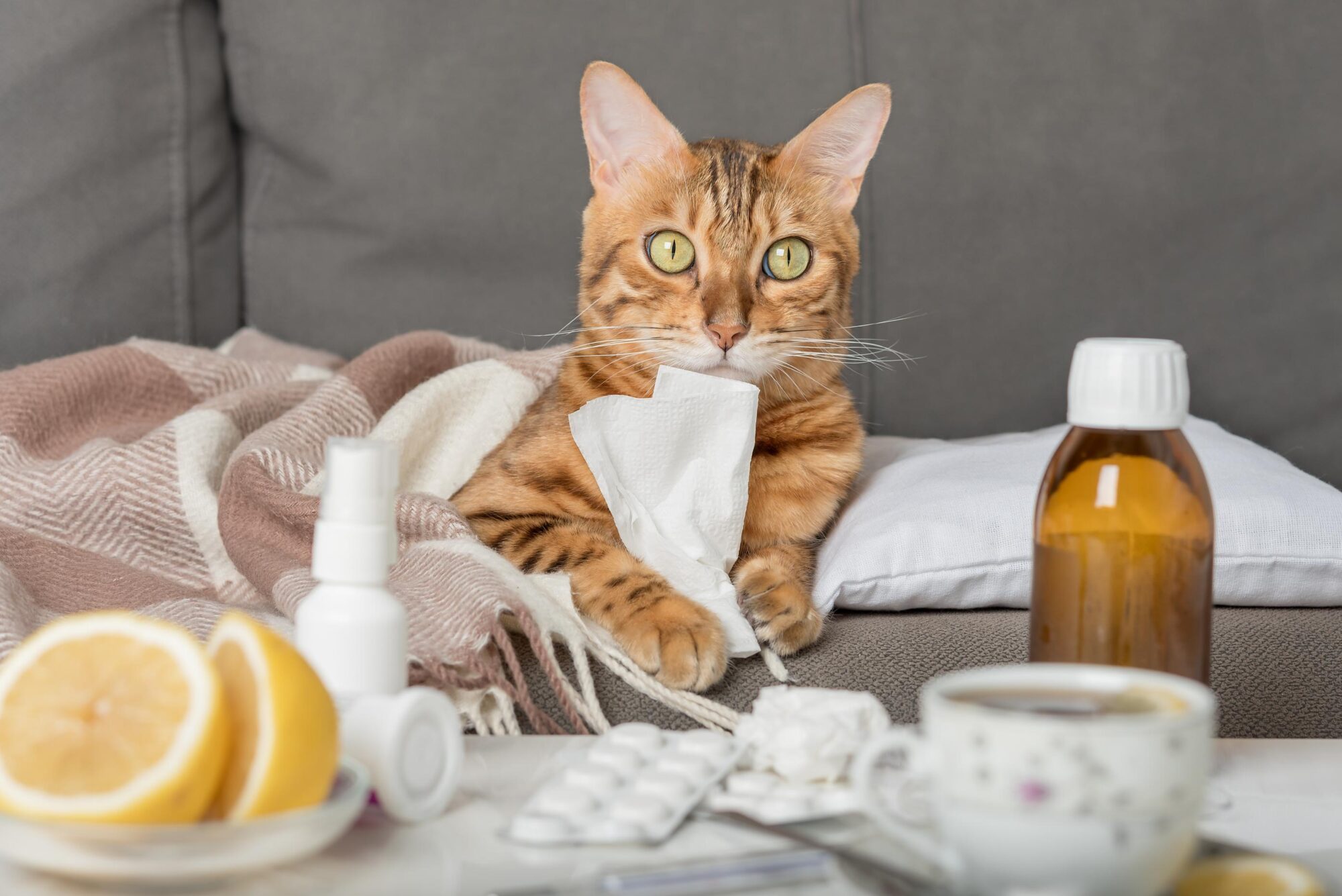 Nose and Sinus Infections in Cats.