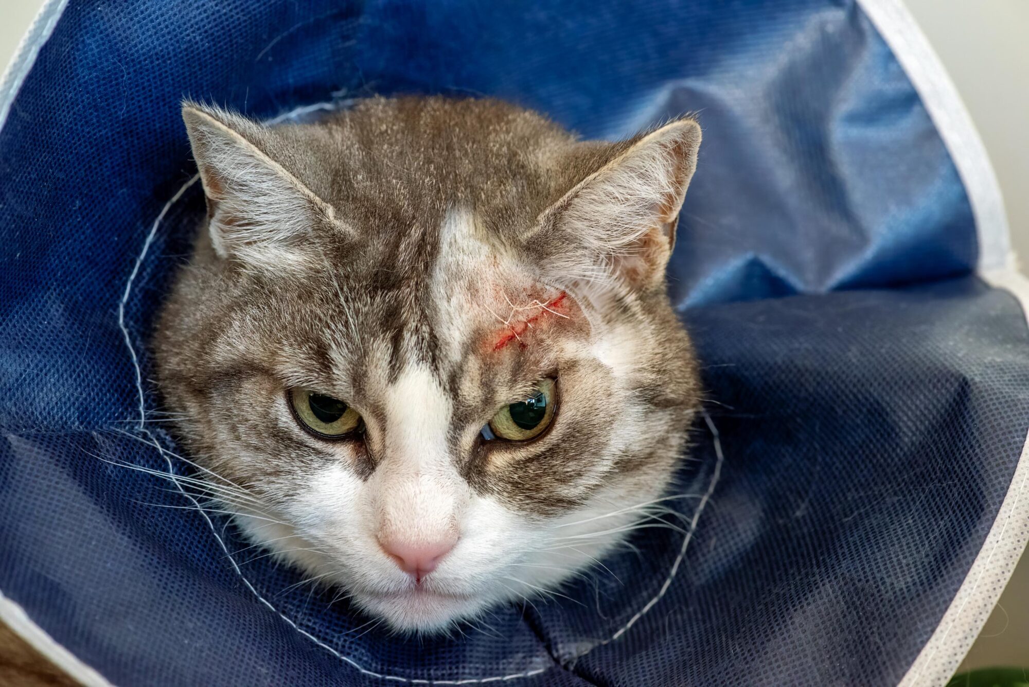 Cat with medical cone post surgery